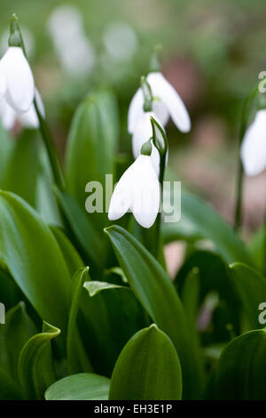 'Galanthus woronowii'. Snowdrop espèces poussant sur le bord d'un jardin boisé Banque D'Images