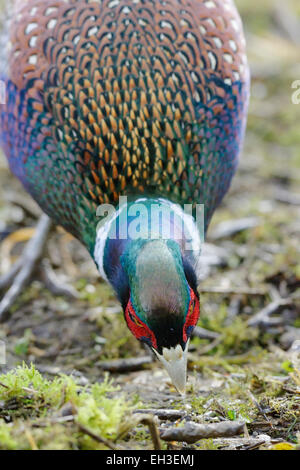 Close up de faisan mâle plumage Détail montrant des SW race asiatique Phasianus torquatus, se nourrissant de céréales, Pays de Galles, Royaume-Uni. Banque D'Images