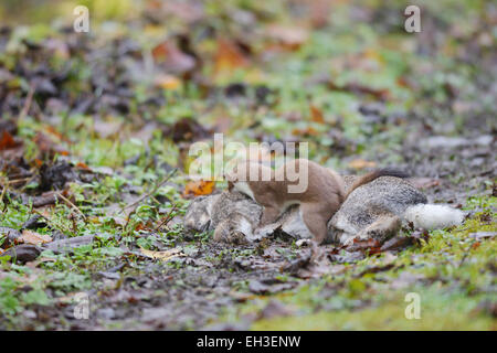 Hermine, Mustela erminea, attaquant et tuant un lapin pour l'alimentation à la répétition des piqûres paralysantes à l'arrière du cou au Pays de Galles, Royaume-Uni Banque D'Images