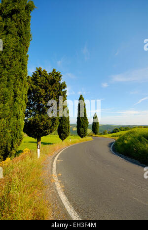 Cyprès le long de routes de campagne, Monticchiello (site du patrimoine mondial de l'UNESCO), Val d'Orcia, Toscane, Italie Banque D'Images