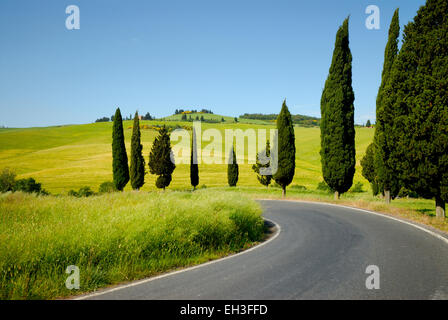 Cyprès le long de la route de flexion et du paysage au printemps, Monticchiello (site du patrimoine mondial de l'UNESCO), Val d'Orcia, Italie Banque D'Images