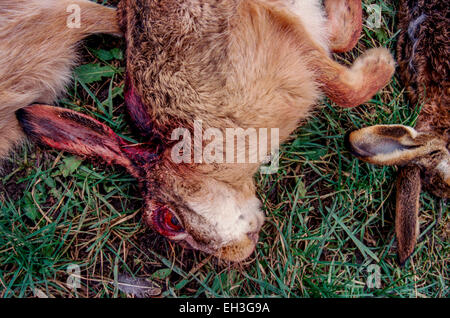 Les lièvres bruns européens morts Lepus europaeus Banque D'Images