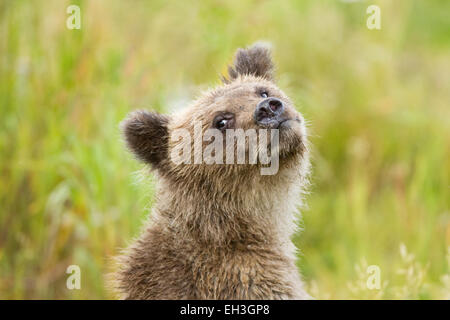 Ourson Brun côtières (Ursus arctos) dans Katmai National Park, Alaska Banque D'Images