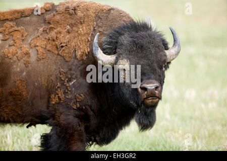 Le bison d'Amérique (Bison bison) dans le Grand Teton National Park, Wyoming, USA Banque D'Images