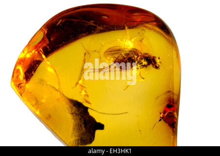 La Préhistoire à jambes longues fly préservés dans l'ambre de la Baltique (fly 3-4mm de long) Banque D'Images