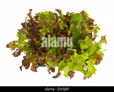 Salade de bébé de plus en plus de feuilles dans une boîte de dessus - découper sur un fond blanc, pour votre propre 'couper et reviens' l'offre. Banque D'Images