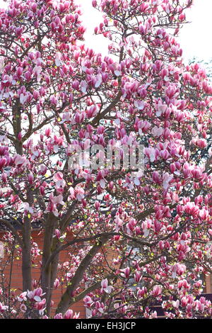 Magnolia x soulangeana ou connu comme magnolia Soucoupe Banque D'Images