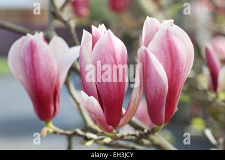 Magnolia x soulangeana ou connu comme magnolia Soucoupe Banque D'Images