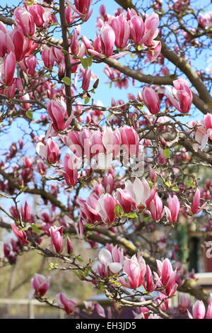 Magnolia x soulangeana ou connu comme magnolia Soucoupe Banque D'Images