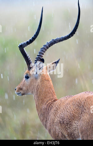 Impala (Aepyceros melampus), homme debout dans la pluie, Maasai Mara National Reserve, Kenya Banque D'Images