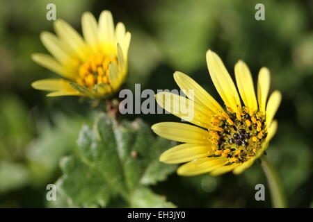 Close up of Cape pissenlit ou connu comme Arctotheca calendula Banque D'Images