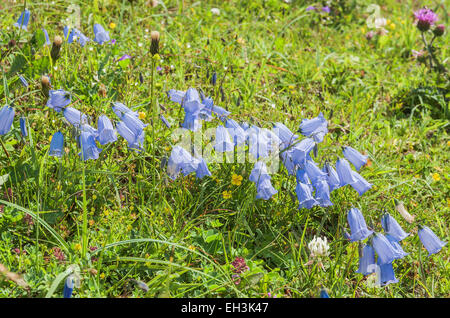 Fairies' Campanula cochleariifolia (dés), Mountain Meadow, Dolomites, Trentino-Alto Adige, Italie Banque D'Images