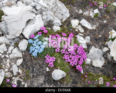 Le silène acaule (Silene acaulis) et bleu Arctic alpine forget-me-not (Eritrichium nanum), Dolomites, Trentino-Alto Adige, Italie Banque D'Images