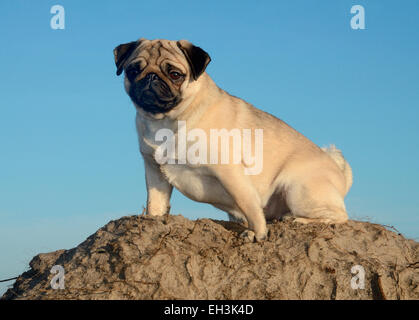 Le PUG against blue sky, Sweden Banque D'Images