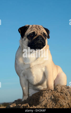 Le PUG against blue sky, Sweden Banque D'Images