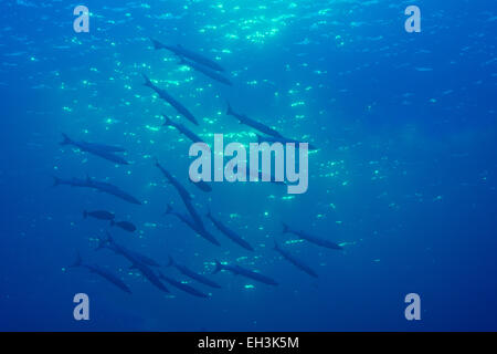 L'École d'Sharpfin (Sphyraena Barracuda helleri), Palaos Banque D'Images