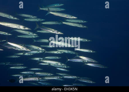 L'École d'Sharpfin (Sphyraena Barracuda helleri), Palaos Banque D'Images