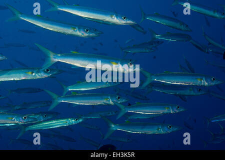 L'École d'Sharpfin (Sphyraena Barracuda helleri), Palaos Banque D'Images