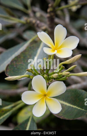 Fleurs, frangipaniers (Plumeria), Kerala, Inde Banque D'Images