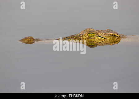 Le crocodile du Nil (Crocodylus niloticus) dans la rivière Chobe, au Botswana, l'Afrique Banque D'Images