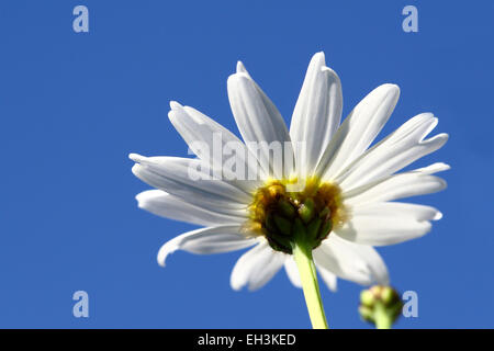 Single White Daisy flower against clear blue sky Banque D'Images