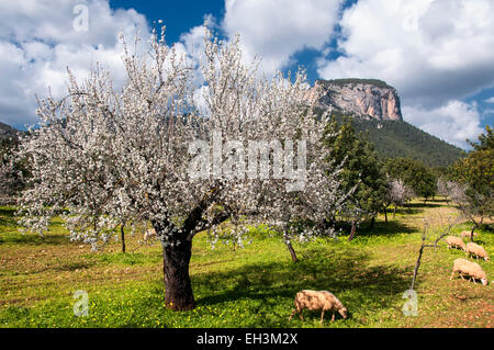 Moulay-paysage en Majorque, Espagne Banque D'Images