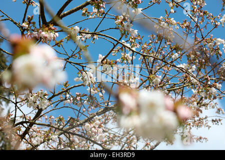 Un goût de printemps, de belles grappes de Great White cherry blossom, Tai Haku Jane Ann Butler Photography JABP760 Banque D'Images