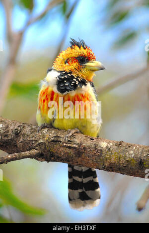 Barbican Promépic ou Lavaillant (Trachyphonus vaillantii du Barbet) sur la réserve de Pongola, Kwa-Zulu Natal, Afrique du Sud Banque D'Images