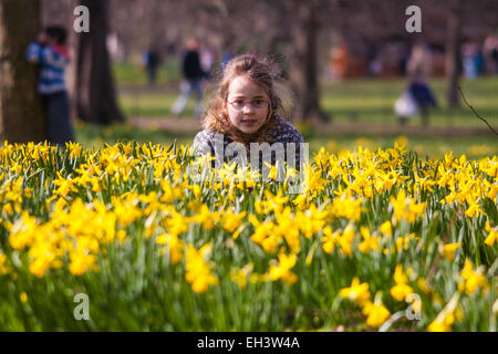 Londres, 6 mars 2015. Les Londoniens et les touristes profiter de la chaleur du soleil à St James's Park que les jonquilles fleurissent, annonçant l'approche du printemps. Sur la photo : sept ans, Stella s'accroupit entre les jonquilles au cours d'un jeu de cache-cache avec son frère Rowan. Crédit : Paul Davey/Alamy Live News Banque D'Images