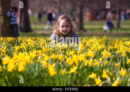 Londres, 6 mars 2015. Les Londoniens et les touristes profiter de la chaleur du soleil à St James's Park que les jonquilles fleurissent, annonçant l'approche du printemps. Sur la photo : sept ans, Stella s'accroupit entre les jonquilles au cours d'un jeu de cache-cache avec son frère Rowan. © Paul Davey/Alamy Live News Banque D'Images