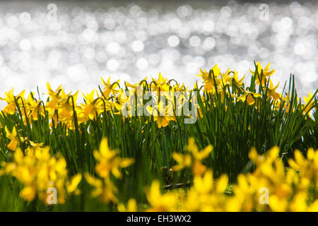 Londres, 6 mars 2015. Les Londoniens et les touristes profiter de la chaleur du soleil à St James's Park que les jonquilles fleurissent, annonçant l'approche du printemps. Sur la photo : jonquilles au soleil comme l'eau du lac miroite dans l'arrière-plan. Crédit : Paul Davey/Alamy Live News Banque D'Images