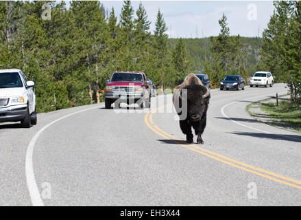 Un Bison bison ou marcher sur la route dans le Parc National de Yellowstone, Wyoming, USA Banque D'Images