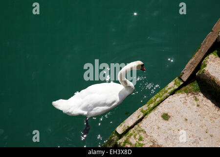 Un bouton mute swan (Cygnus olor) à la recherche de nourriture par le quai étapes à Dartmouth, Devon, England, UK Banque D'Images