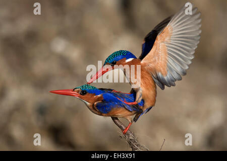 Martin-pêcheur huppé (Alcedo cristata) l'accouplement. Banque D'Images