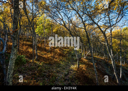 Chemin à travers bouleaux en automne, Ljøsdalen, Flåm, Norvège Banque D'Images