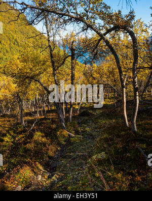 Chemin à travers bouleaux en automne, Ljøsdalen, Flåm, Norvège Banque D'Images