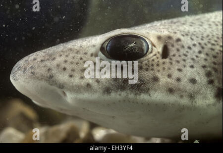 L'Bourses - Scyliorhinus canicula Banque D'Images