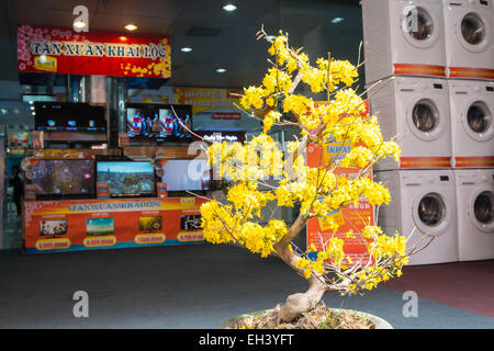 Fleurs, bonsai en dehors d'un centre commercial. Populaires à afficher pour les Tet,vacances de printemps,Nouvel An lunaire, Hanoi, Vietnam, Banque D'Images