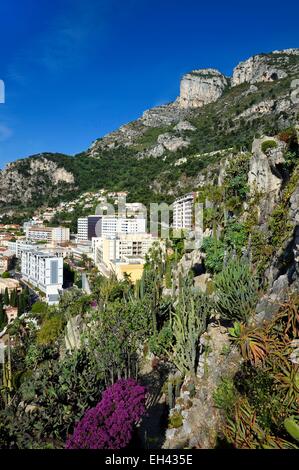 Principauté de Monaco, Monaco, La Condamine, le jardin exotique avec une très grande variété d'espèces de plantes succulentes Banque D'Images