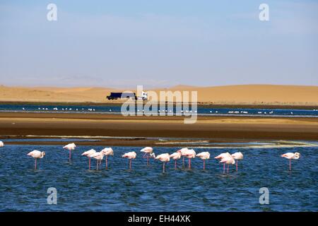 La Namibie, région d'Erongo, Walvis Bay, plus de flamants roses Banque D'Images