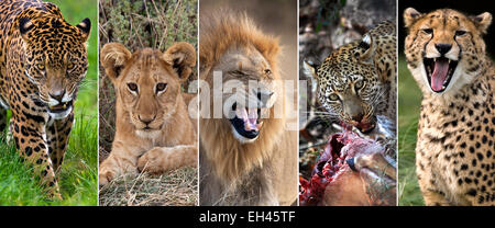 Big cats - Jaguar, lion, femme Lion, Léopard et guépard Banque D'Images