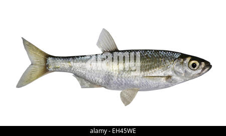 - Alburnus alburnus sombre Banque D'Images