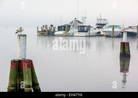Connecticut River à Essex, brume matinale, port, marina, Seagull sur pilotis Banque D'Images