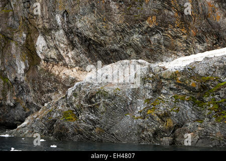 L'antarctique, la Terre de Graham, Paradise Bay, blue eyed shag colonie en strates de roche plié Banque D'Images