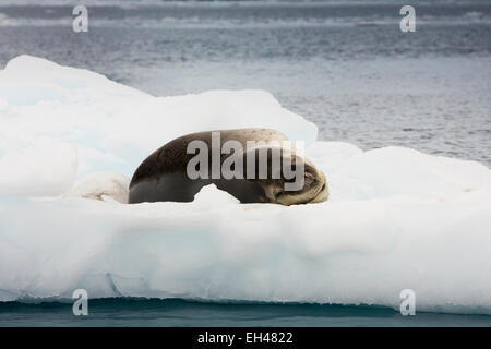 L'antarctique, Paradise Bay, de la faune, Leopard Seal, Hydrurga leptonyx, reposant sur l'iceberg Banque D'Images