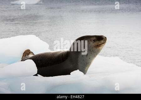 L'antarctique, Paradise Bay, de la faune, Leopard Seal, Hydrurga leptonyx, tête de sensibilisation Banque D'Images