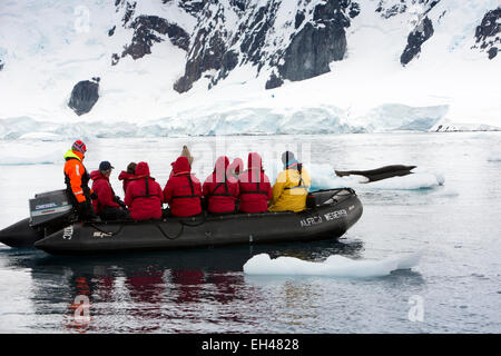 L'antarctique, Paradise Bay, les passagers des bateaux de croisière en bateau zodiac sur Leopard Seal, visualisation Banque D'Images