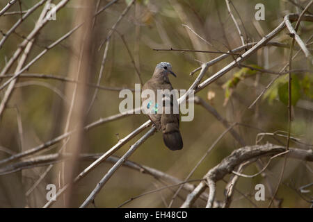 Emerald-spotted dove (Turtur chalcospilos bois) Banque D'Images