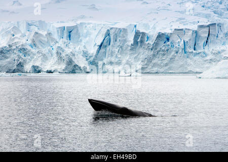 L'antarctique, chef du petit rorqual surfacing in Paradise Bay Banque D'Images