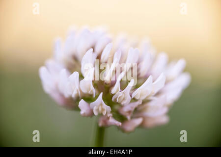 Gros plan macro de fleur de trèfle blanc et rose avec pétales Banque D'Images